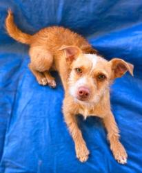 Found/Stray Female Dog last seen corral hollow, Tracy, CA 95304