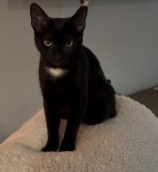 Lost Female Cat last seen Down the street from Terrell elementary school, Denison, TX 75020