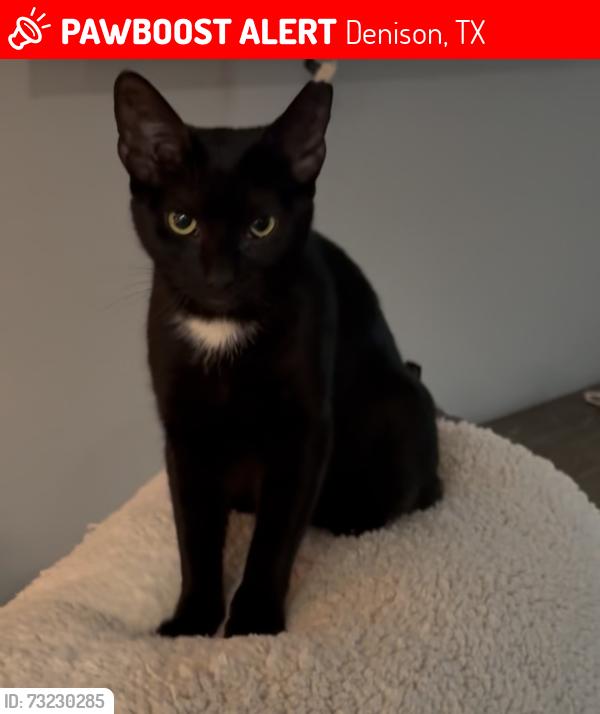 Lost Female Cat last seen Down the street from Terrell elementary school, Denison, TX 75020
