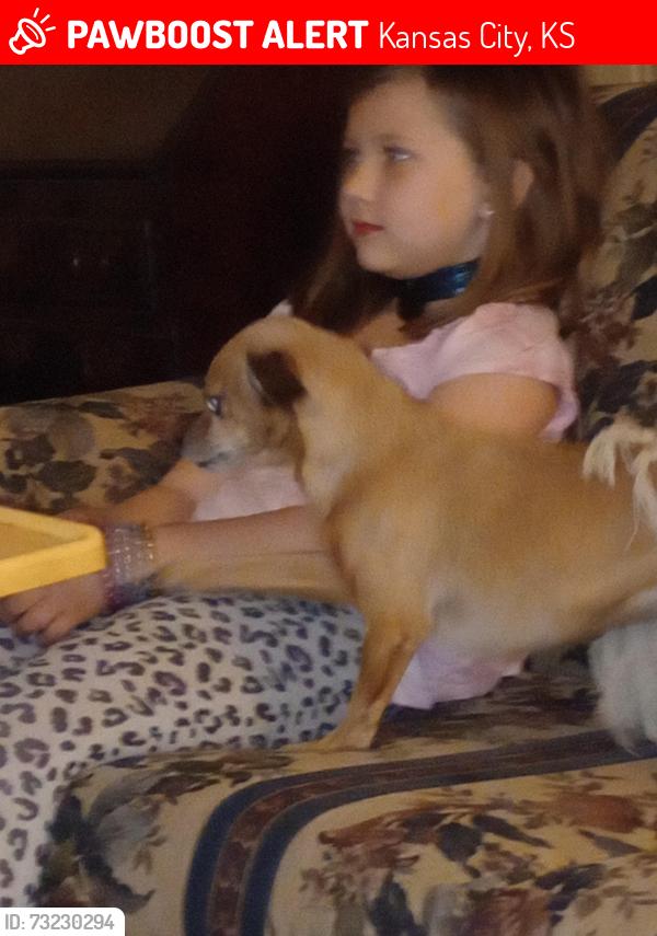 Lost Male Dog last seen 12th and Kansas avenue, Kansas City, KS 66105