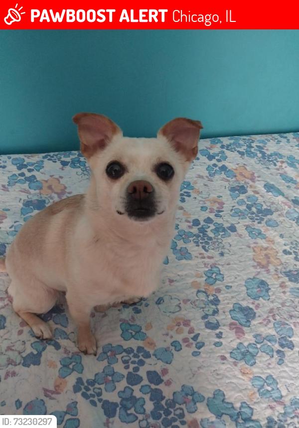 Lost Female Dog last seen Lindbloom park, Chicago, IL 60636