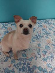 Lost Female Dog last seen Lindbloom park, Chicago, IL 60636