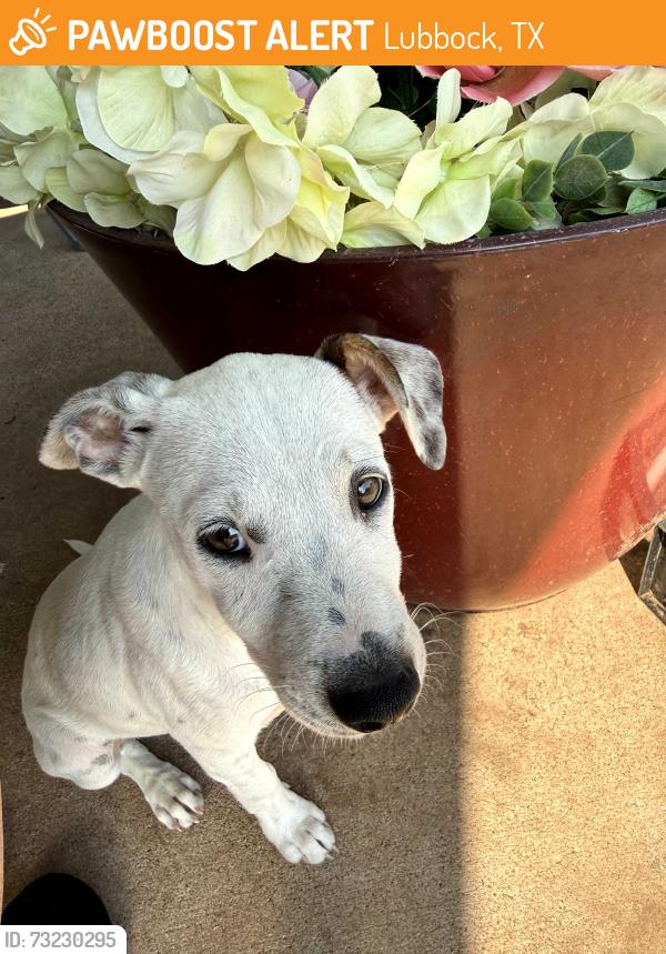Found/Stray Female Dog last seen Near and Utica, Lubbock, TX 79413