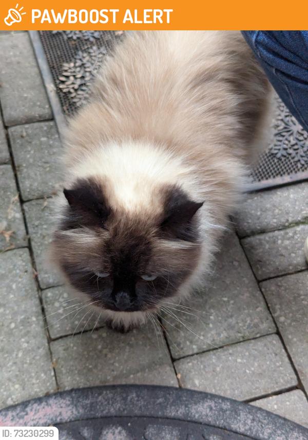 Found/Stray Unknown Cat last seen Parkview Blvd and Elora in Mississauga, Mississauga, ON L5B 3N3