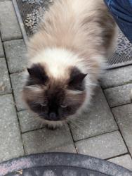 Found/Stray Unknown Cat last seen Parkview Blvd and Elora in Mississauga, Mississauga, ON L5B 3N3