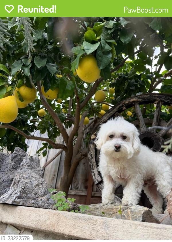 Reunited Male Dog last seen Creekmore Way & Satinwood Dr, San Jose, CA 95148