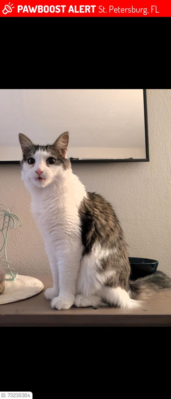 Lost Female Cat last seen 13th Way NE, St. Petersburg, FL 33703