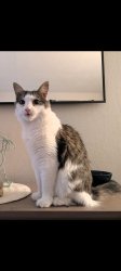 Lost Female Cat last seen 13th Way NE, St. Petersburg, FL 33703