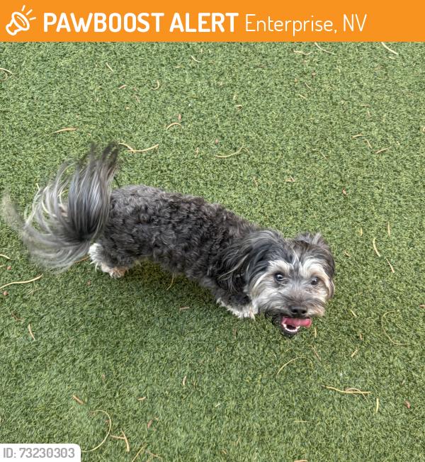 Found/Stray Male Dog last seen Lanzarote ct, Enterprise, NV 89178
