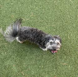 Found/Stray Male Dog last seen Lanzarote ct, Enterprise, NV 89178