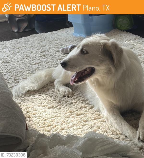 Found/Stray Unknown Dog last seen Legacy drive, Plano, TX 75024