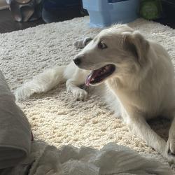 Found/Stray Unknown Dog last seen Legacy drive, Plano, TX 75024