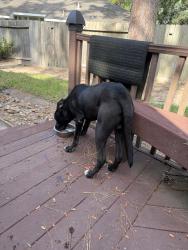 Found/Stray Male Dog last seen Crownridge and Research Forest, Spring, TX 77382