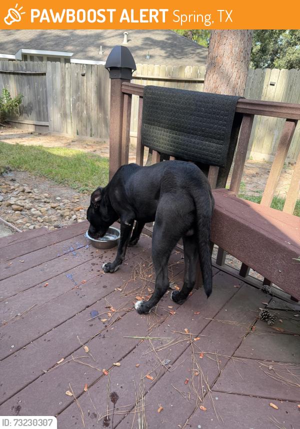 Found/Stray Male Dog last seen Crownridge and Research Forest, Spring, TX 77382