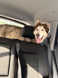 Found/Stray Male Dog last seen Perry Rd, Houston, TX 77070