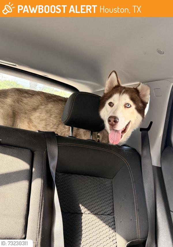 Found/Stray Male Dog last seen Perry Rd, Houston, TX 77070