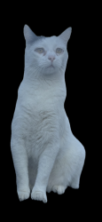 Lost Male Cat last seen Vacienta, Palm Springs, CA 92262