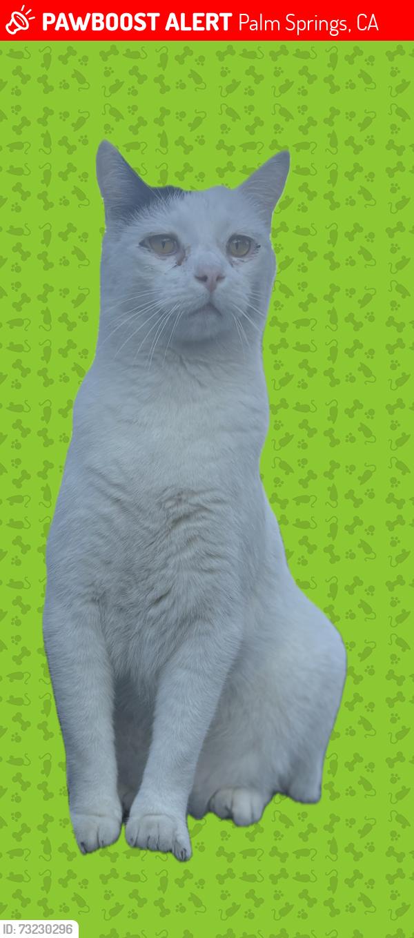 Lost Male Cat last seen Vacienta, Palm Springs, CA 92262