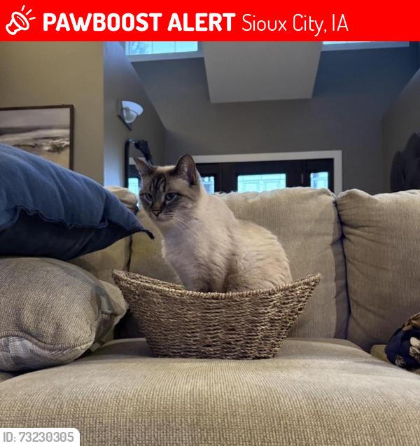 Lost Male Cat last seen Christy Road and Sunnybrook, Sioux City, IA 51106