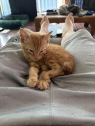 Reunited Male Cat last seen Greyfield and Northampton, Fayetteville, NC 28303