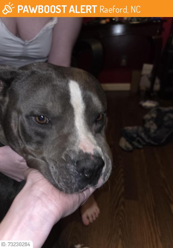 Found/Stray Male Dog last seen Bosnic and rockfish, Raeford, NC 28376