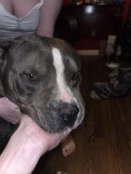 Found/Stray Male Dog last seen Bosnic and rockfish, Raeford, NC 28376