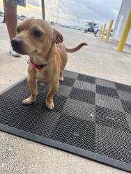 Found/Stray Male Dog last seen Commerce, San Antonio, TX 78227