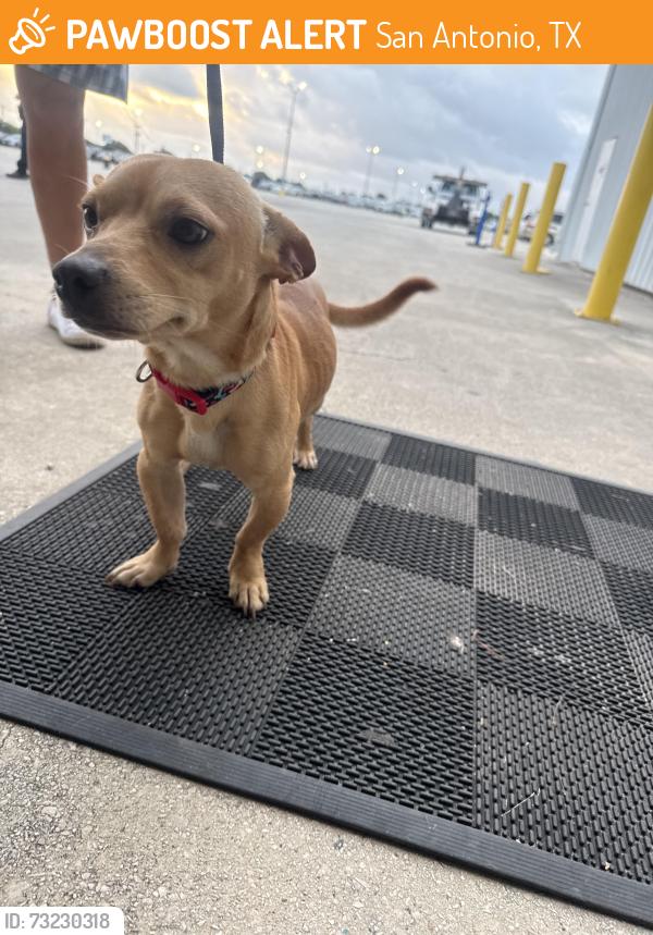 Found/Stray Male Dog last seen Commerce, San Antonio, TX 78227