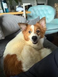 Lost Female Dog last seen Carlyle and Cartwright, Charlotte, NC 28208