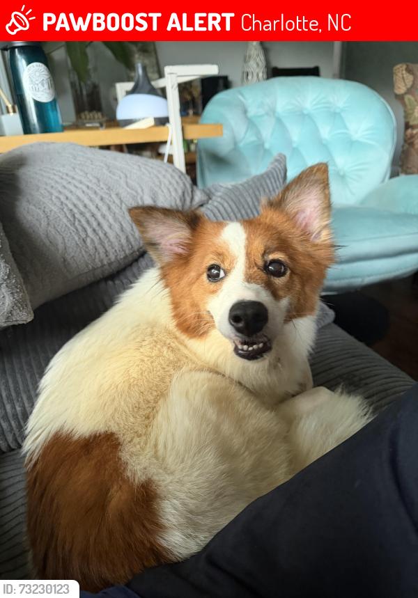 Lost Female Dog last seen Carlyle and Cartwright, Charlotte, NC 28208