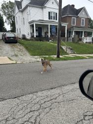 Found/Stray Unknown Dog last seen Doghouse Diner, Washington, PA 15301