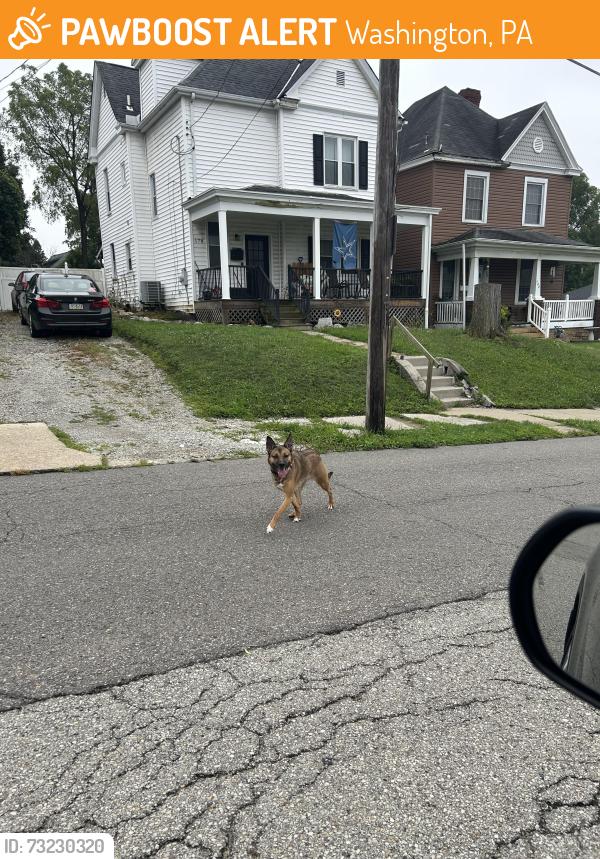 Found/Stray Unknown Dog last seen Doghouse Diner, Washington, PA 15301