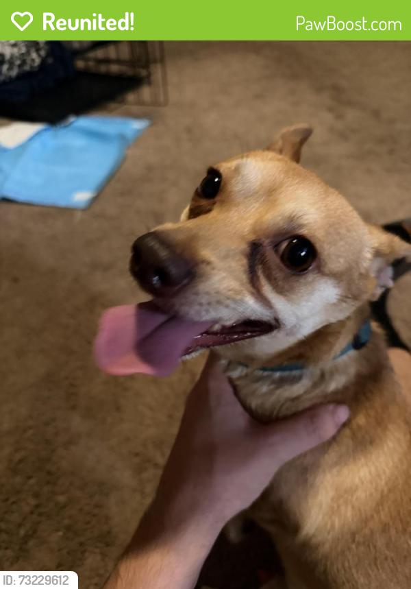 Reunited Male Dog last seen Little Mountain Drive, San Bernardino, CA 92407