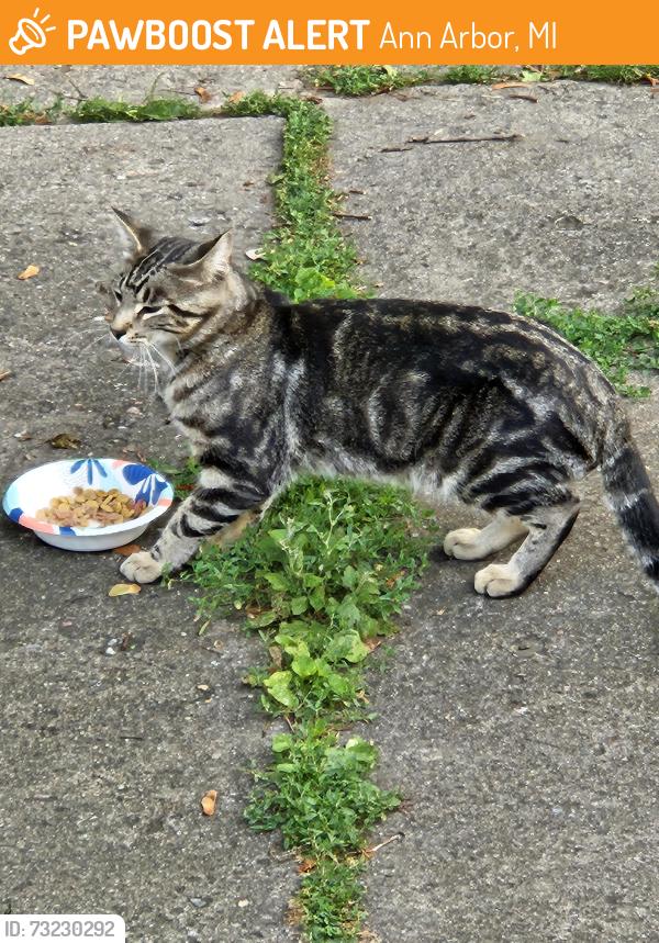 Found/Stray Unknown Cat last seen La Salle Drive and Lorraine, Ann Arbor, MI 48108