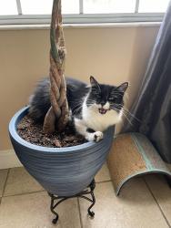 Lost Female Cat last seen Near Buckley drive Kissimmee fl 34741, Kissimmee, FL 34741