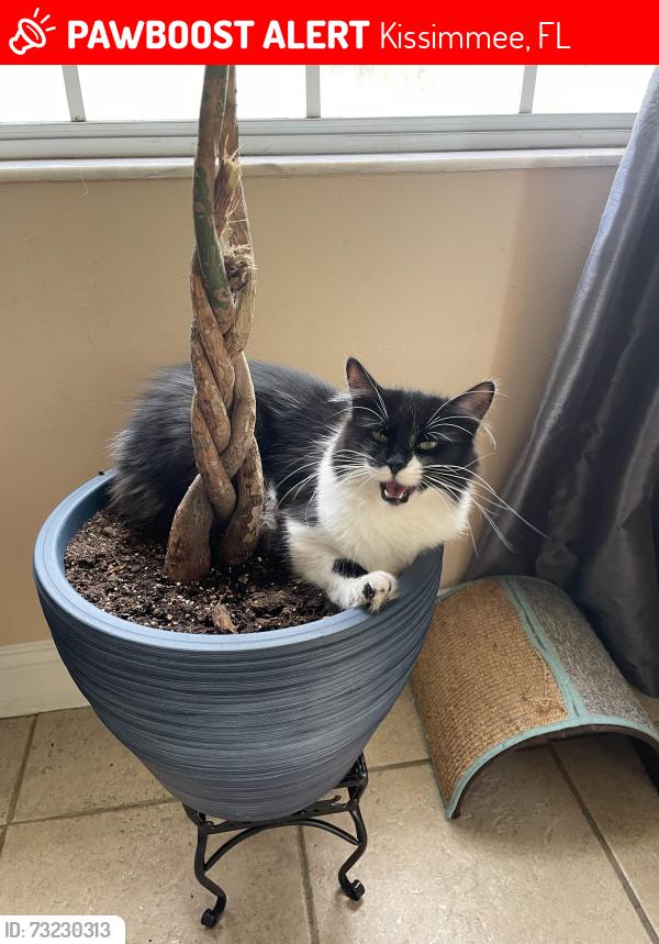 Lost Female Cat last seen Near Buckley drive Kissimmee fl 34741, Kissimmee, FL 34741