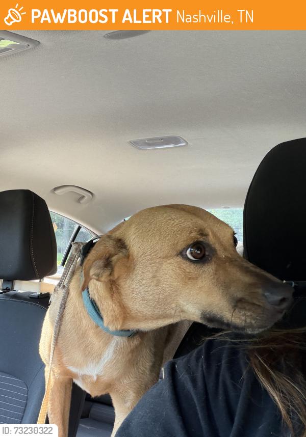 Found/Stray Female Dog last seen Hermitage Park on Dodson Chapel Road, Nashville, TN 37076