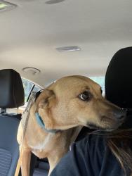 Found/Stray Female Dog last seen Hermitage Park on Dodson Chapel Road, Nashville, TN 37076