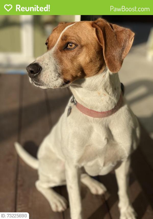Reunited Female Dog last seen Solano way, Concord, CA 94520