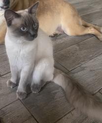 Reunited Male Cat last seen Herzman dr. And skyline, Evergreen, CO 80439