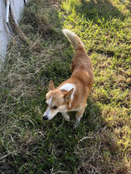 Reunited Male Dog last seen S Country Rd 810, Alvarado, Alvarado, TX 76009