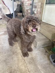 Reunited Male Dog last seen Near Lakemist st, San Antonio, TX 78222