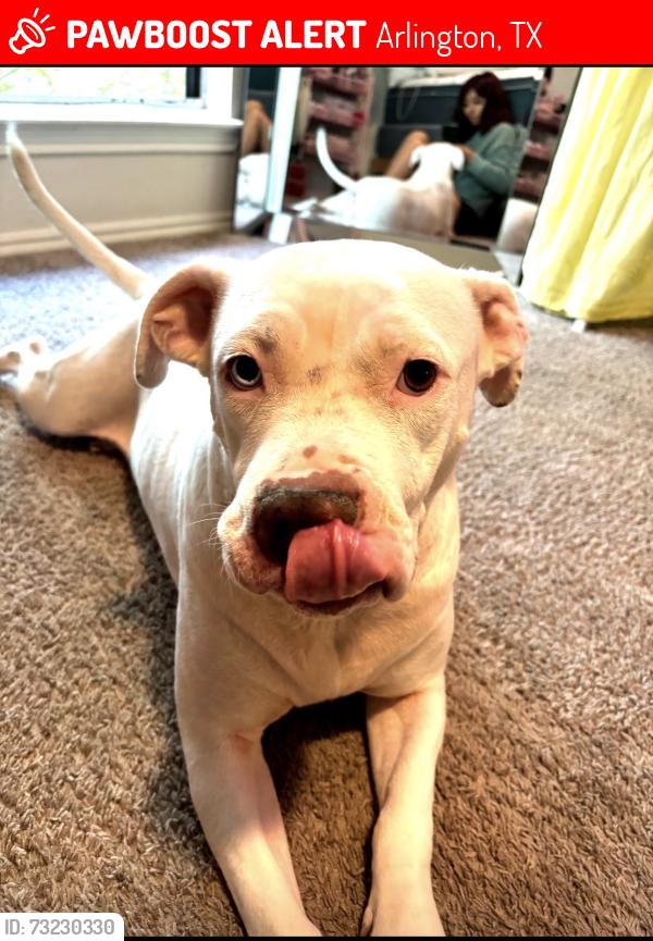 Lost Female Dog last seen Lamar st, Arlington, TX 76011