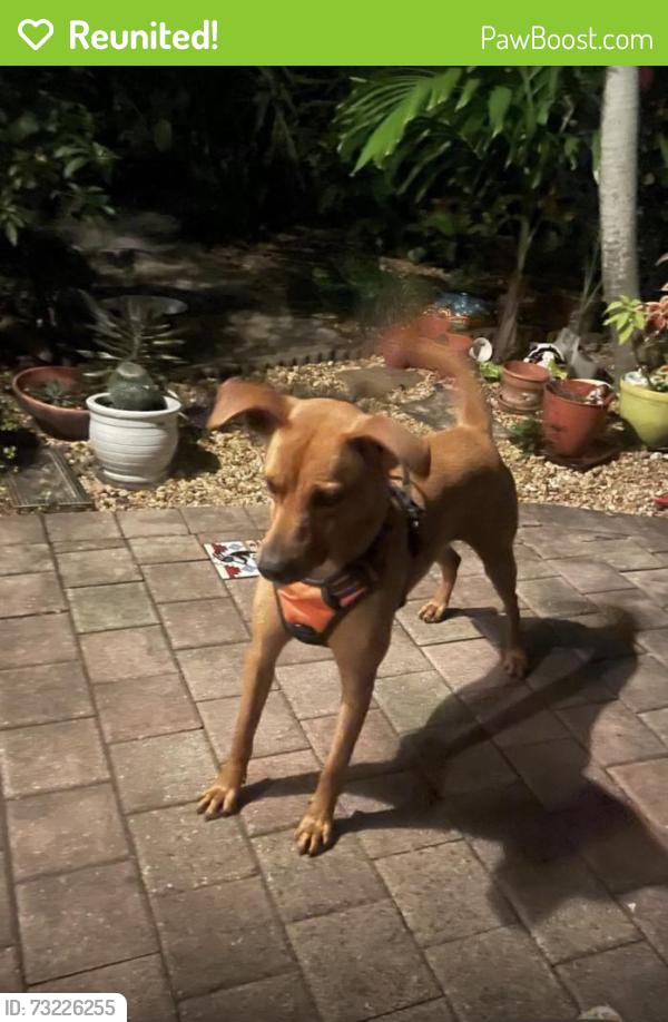 Reunited Female Dog last seen Near SW 40th St, Miami, FL 33165, USA, Miami, FL 33165