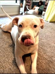 Lost Female Dog last seen Lamar st, Arlington, TX 76011
