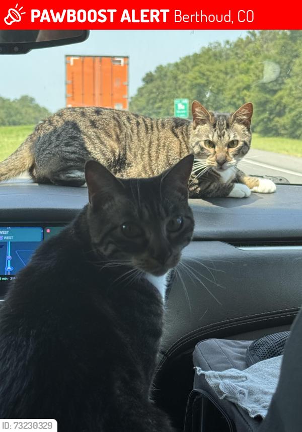 Lost Female Cat last seen Loves truck stop, Berthoud, CO 80513