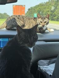 Lost Female Cat last seen Loves truck stop, Berthoud, CO 80513