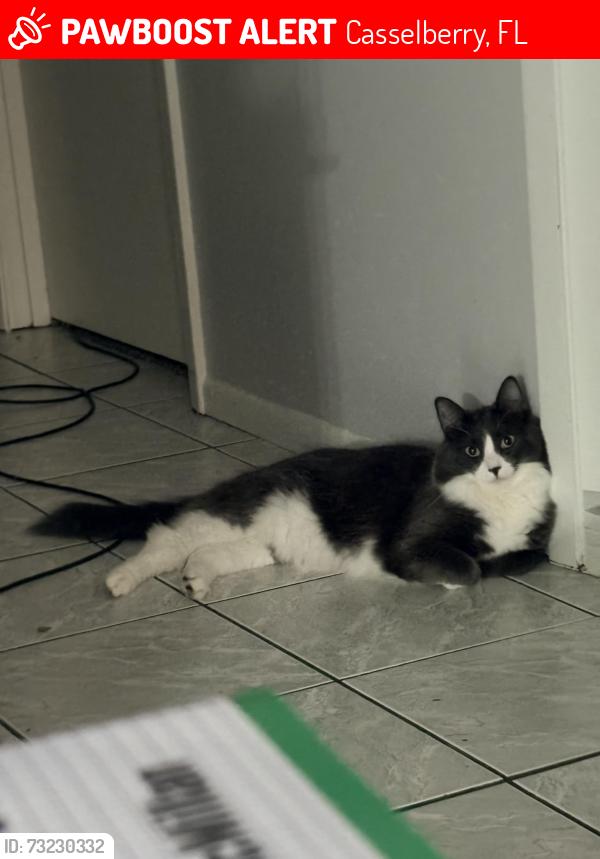 Lost Male Cat last seen Beverly Lane & E Lake Drive, Casselberry, FL 32707