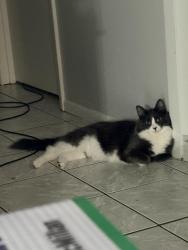 Lost Male Cat last seen Beverly Lane & E Lake Drive, Casselberry, FL 32707