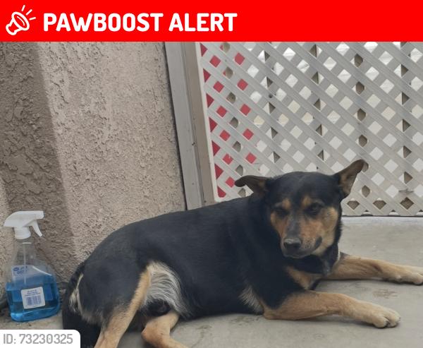 Lost Male Dog last seen Jerrys Mkt and Liquor Store, Thousand Palms, CA 92276